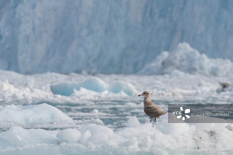 北极海鸥在格林兰伊卢利萨特地区的埃基冰川前的冰山上图片素材