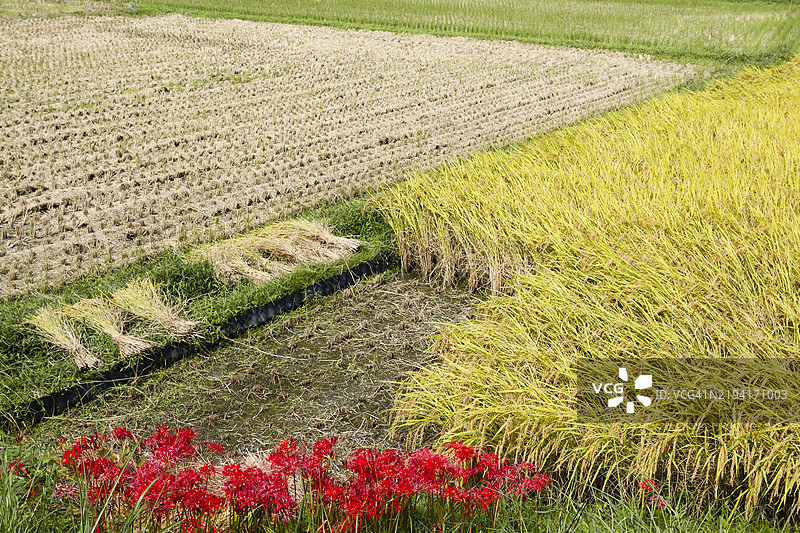 稻田图片素材