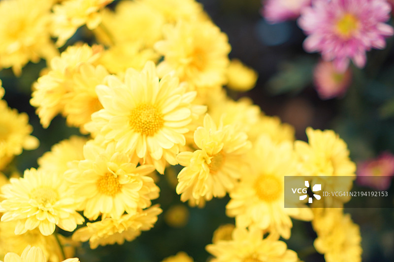 菊花 科学名称：大花菊 美丽的花束 黄色花朵背景图片素材
