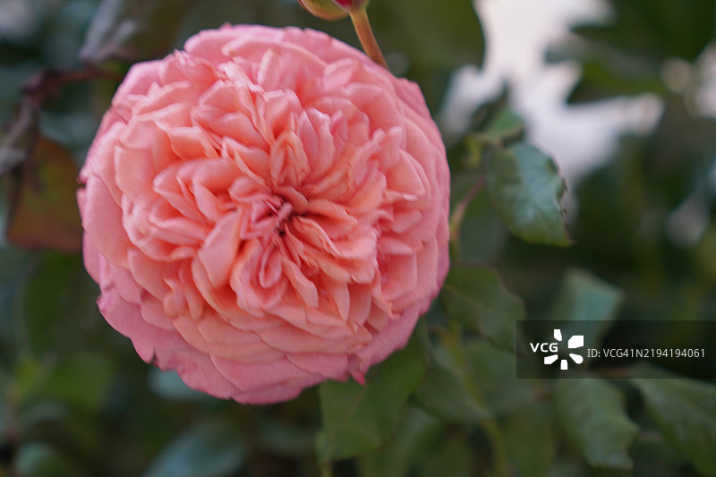 粉色玫瑰花在花园中绽放，背景模糊的自然景色，适合在前景留白以便设计文本，用于横幅、贺卡、壁纸、网页和情人节贺卡。图片素材