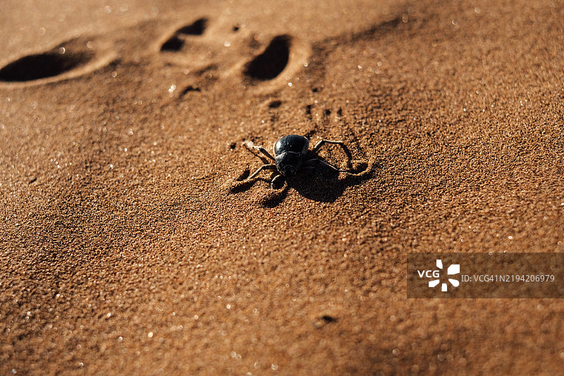 智利沙丘上行走的金龟子特写镜头图片素材