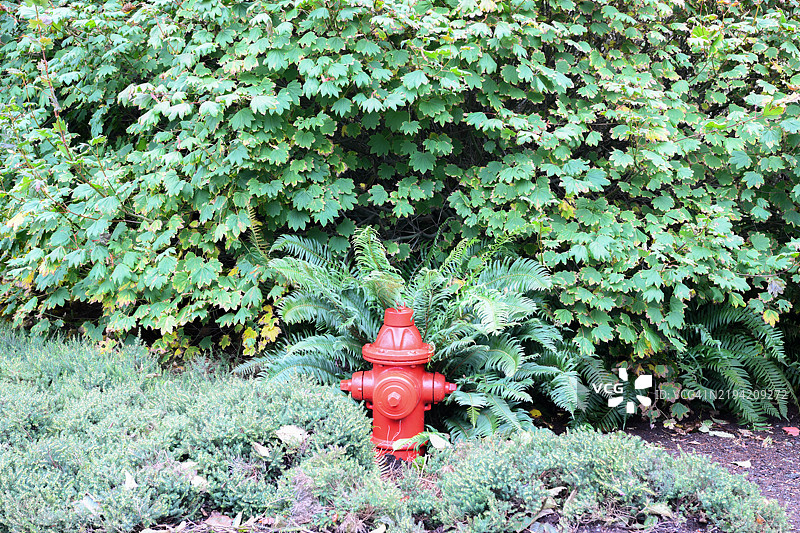 红色消防栓与各种植物的特写， 加拿大图片素材