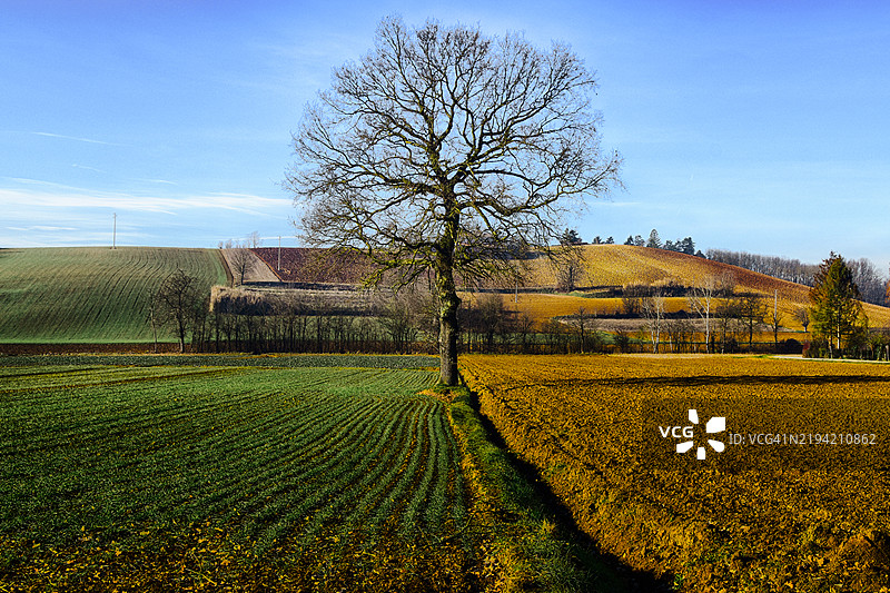 意大利皮埃蒙特阿莱山德里亚蒙费拉托的瓦尔马多纳田野中的孤树图片素材