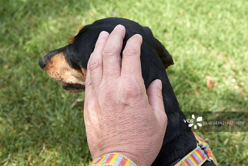 男人在绿色公园里温柔地抚摸他心爱的狗。图片素材