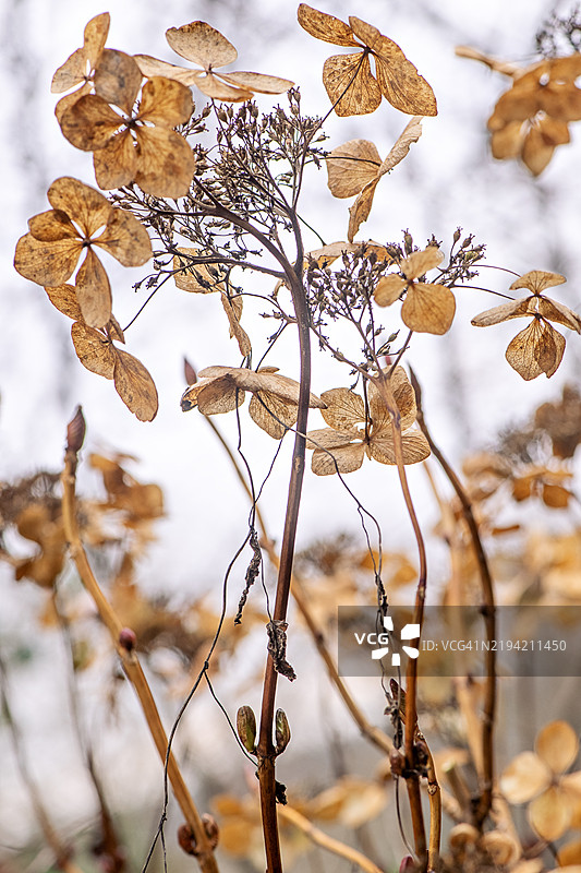 美丽的绣球花（Hydrangea paniculata）季末干枯的苞片/叶子和花朵图片素材