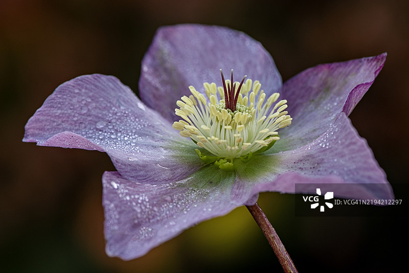 美丽的春季粉色花朵，黑心菊‘Walberton's Rosemary’，也被称为圣诞玫瑰或四旬期玫瑰。图片素材