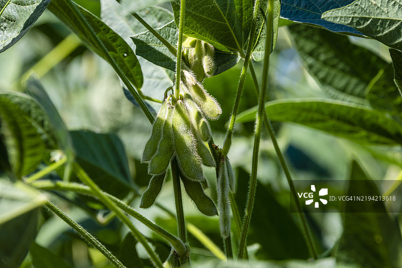 2025年巴西大豆图片素材