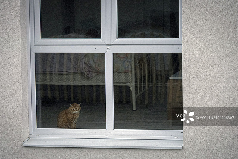 猫咪望着窗外图片素材