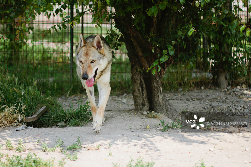 狼犬在公园里站着图片素材