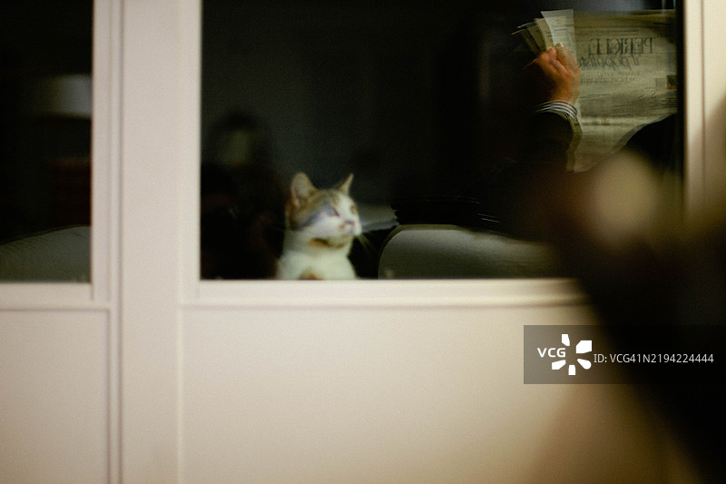 猫在窗户外面看屋子里图片素材