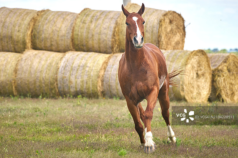 野马肖像图片素材