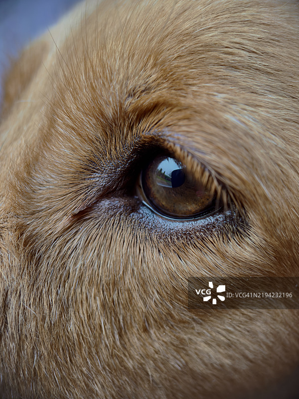 狗在荷兰的花园里张望图片素材
