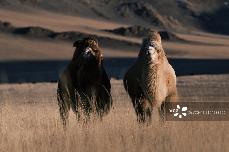 草原上的一对双峰驼图片素材
