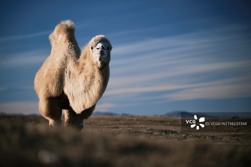 双峰骆驼的肖像图片素材