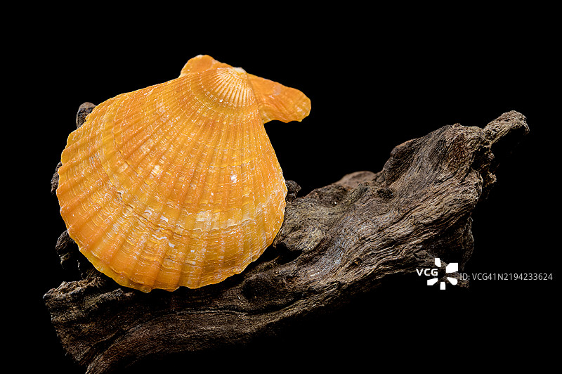 乌克兰敖德萨黑色背景上的橙色扇贝壳与漂流木图片素材