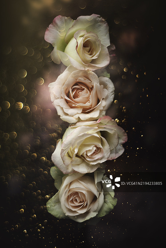 玫瑰的特写， 美国， 美国图片素材