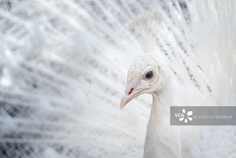 孔雀特写图片素材