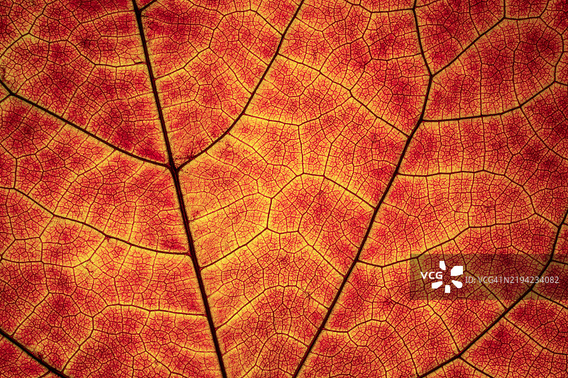 波兰的叶子特写镜头图片素材