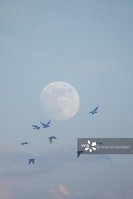 低角度视图的鸟儿在月亮前飞翔图片素材