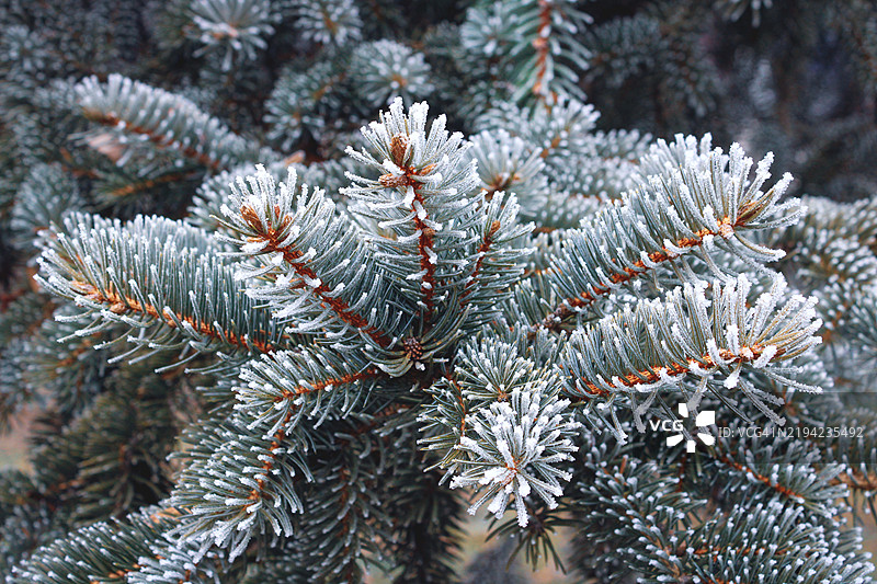 松树特写图片素材