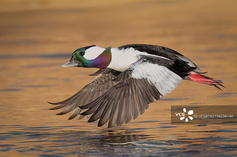 海雀特写，科罗拉多州小利特顿，美国图片素材
