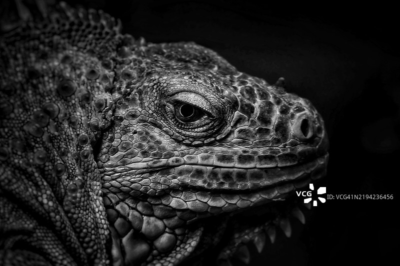 蜥蜴特写镜头图片素材