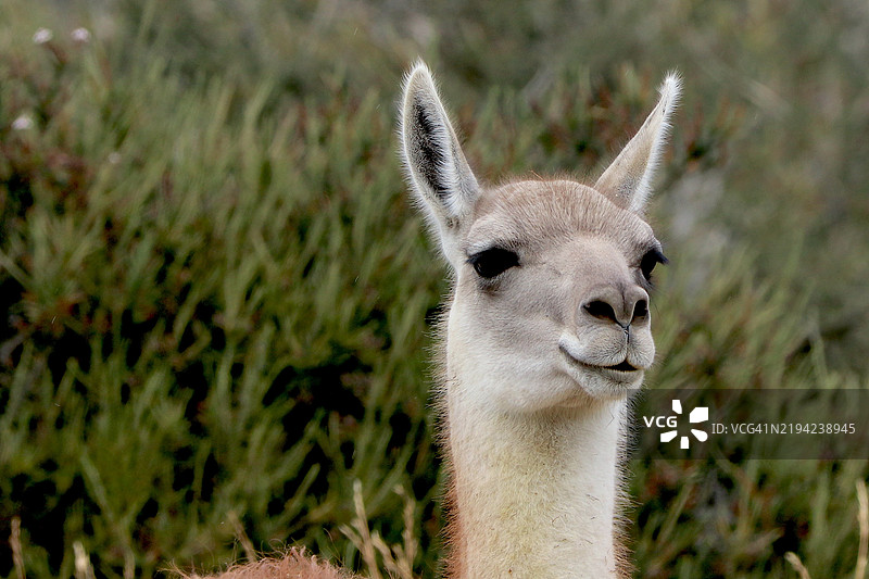 瓜纳科的头部特写。图片素材