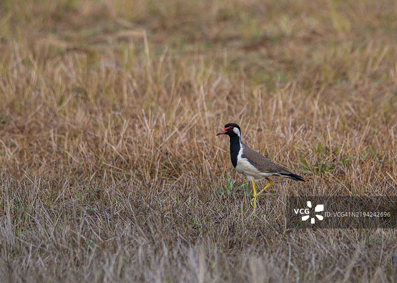 红腿环鸻在稻田里寻找虫子图片素材
