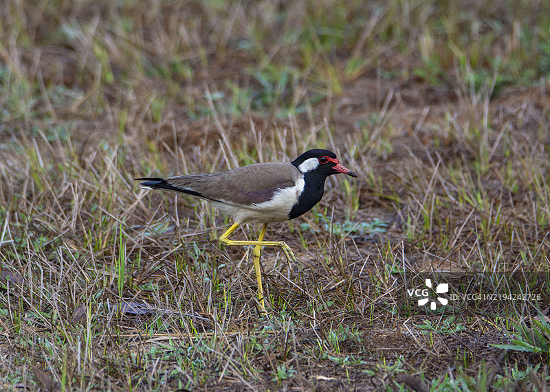 红腿环鸻在稻田里寻找虫子图片素材