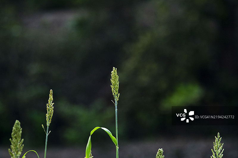 带有种子的黍米植物背景图像图片素材