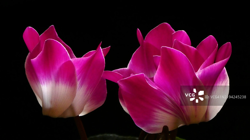 新年的魔力图片素材