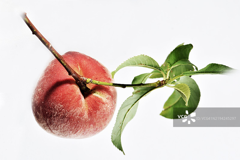 白色背景上的苹果特写图片素材