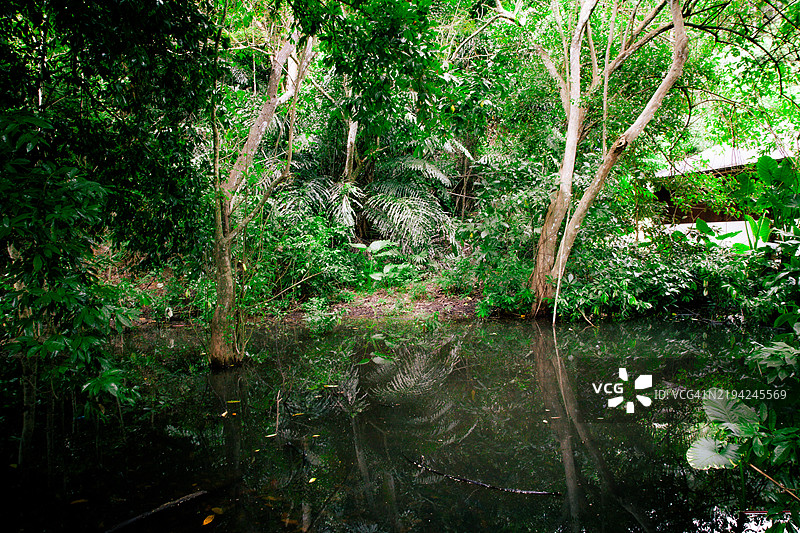 马来西亚婆罗洲的森林中生长的树木图片素材