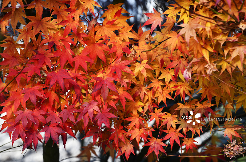 树上枫叶的特写图片素材