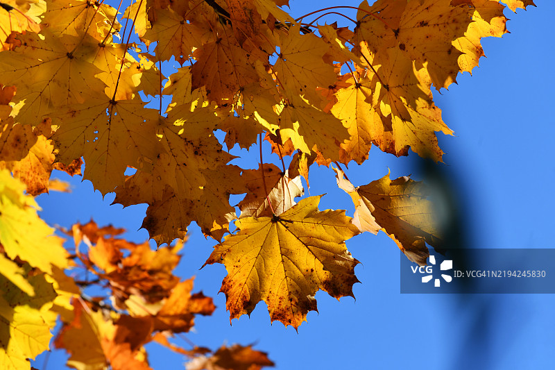 低角度视图的枫树叶与天空相映图片素材