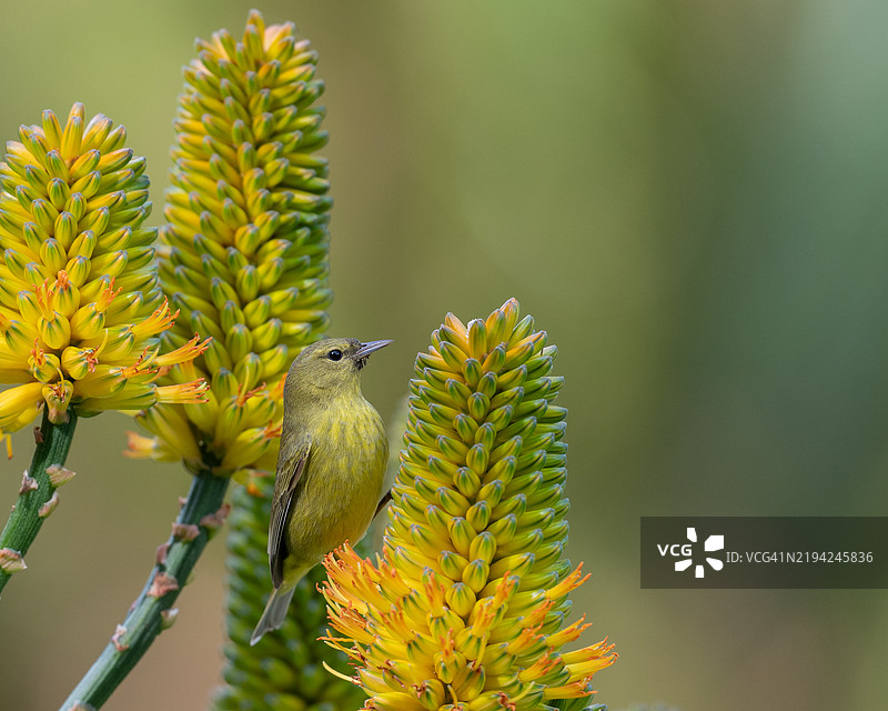 黄花上的歌雀特写，蒙特西托，加利福尼亚州，美国图片素材