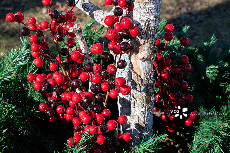 明亮的红色浆果与新鲜的绿色茎在自然环境中，美国图片素材