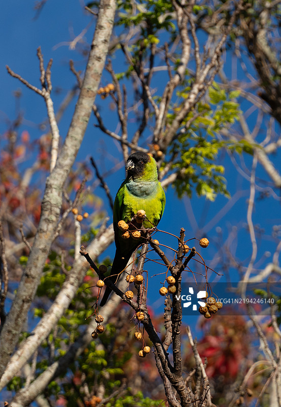 鹦鹉在树上栖息的特写，冬季花园，佛罗里达州，美国图片素材