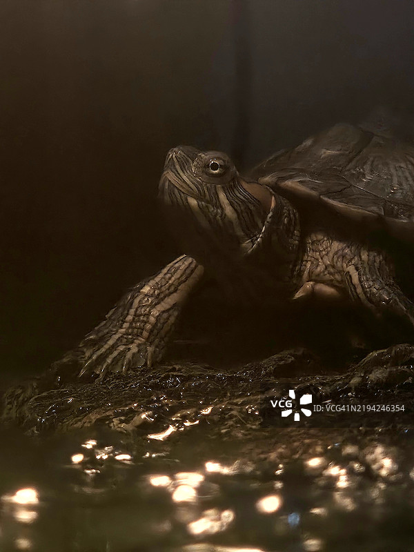 近距离拍摄在印度泰米尔纳德邦钦奈湖中游泳的龟壳图片素材