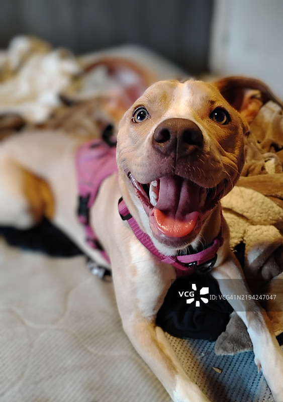 美国俄亥俄州里奇兰县的斗牛犬特写肖像图片素材