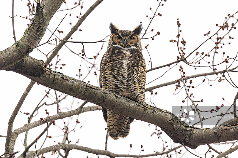 低角度视图的猫头鹰栖息在树枝上，背景是晴朗的天空，爱荷华州，美国图片素材