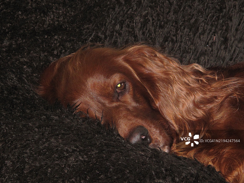 爱尔兰猎犬卧躺的特写镜头图片素材