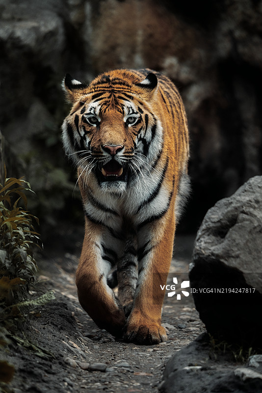 苏门答腊虎的肖像图片素材