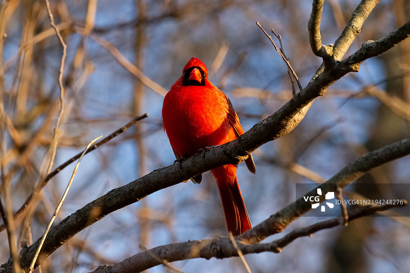 普通翠鸟栖息在树枝上的特写，俄亥俄州都柏林，美国图片素材