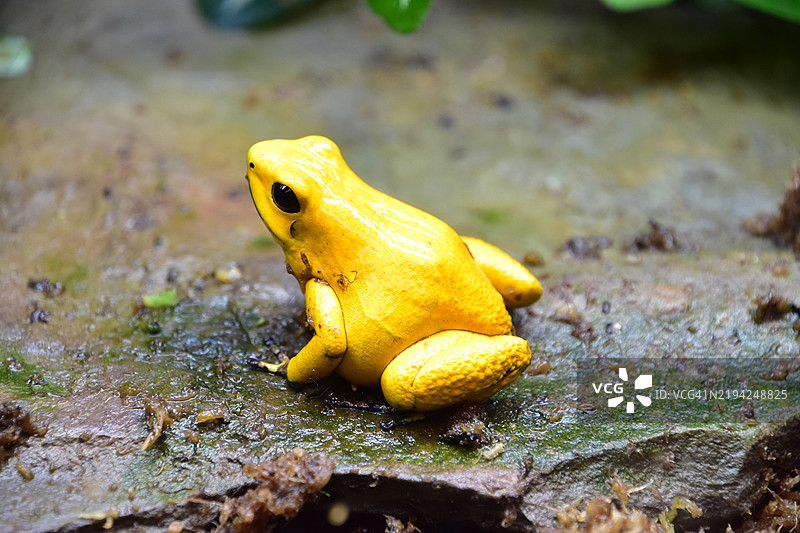 明亮的金黄色毒蛙栖息在湿润的岩石上图片素材