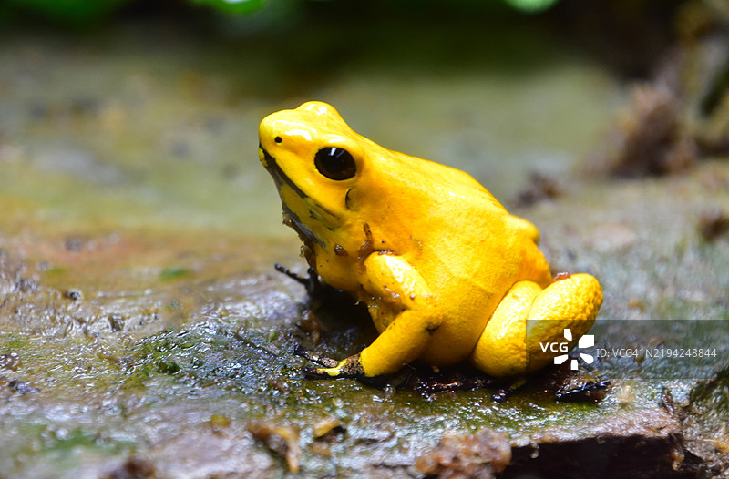 金色青蛙的惊人特写图片素材