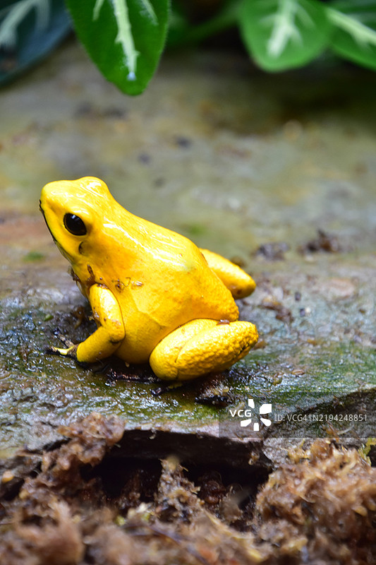雨林中的璀璨金黄色树蛙图片素材
