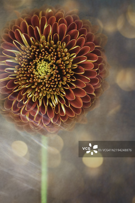 花朵特写，美国，USA图片素材