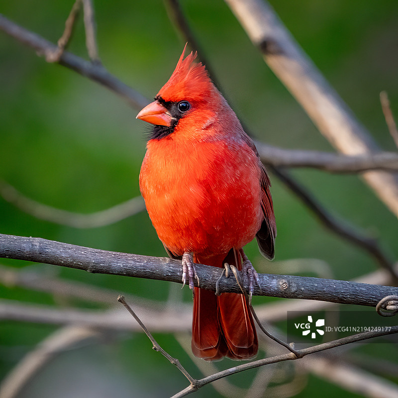 红雀栖息在树枝上的特写，乔治亚州肯尼索。图片素材