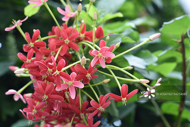 印度榕图片素材